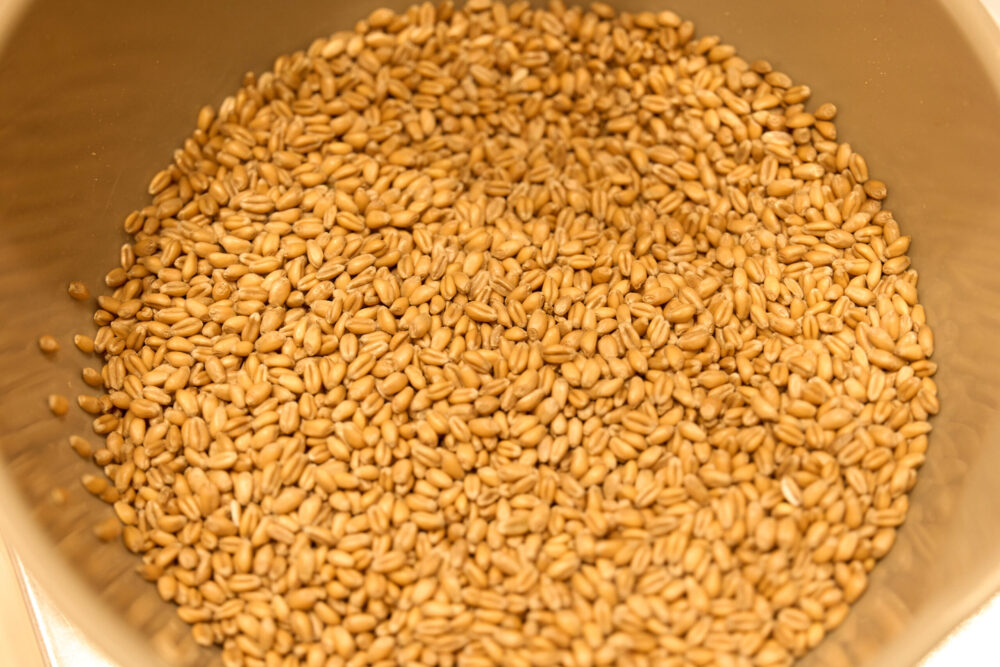 北海道で長らくパン職人として働いてきた、神奈川・北山田「ぱんと菓子 いろり」高崎真哉さんは、関東に戻ってから、出会う小麦の品種の多さに驚いたという。店では独特の風味に惚れこんだ農林61号を石臼で自家製粉している。photograph by Sai Santo