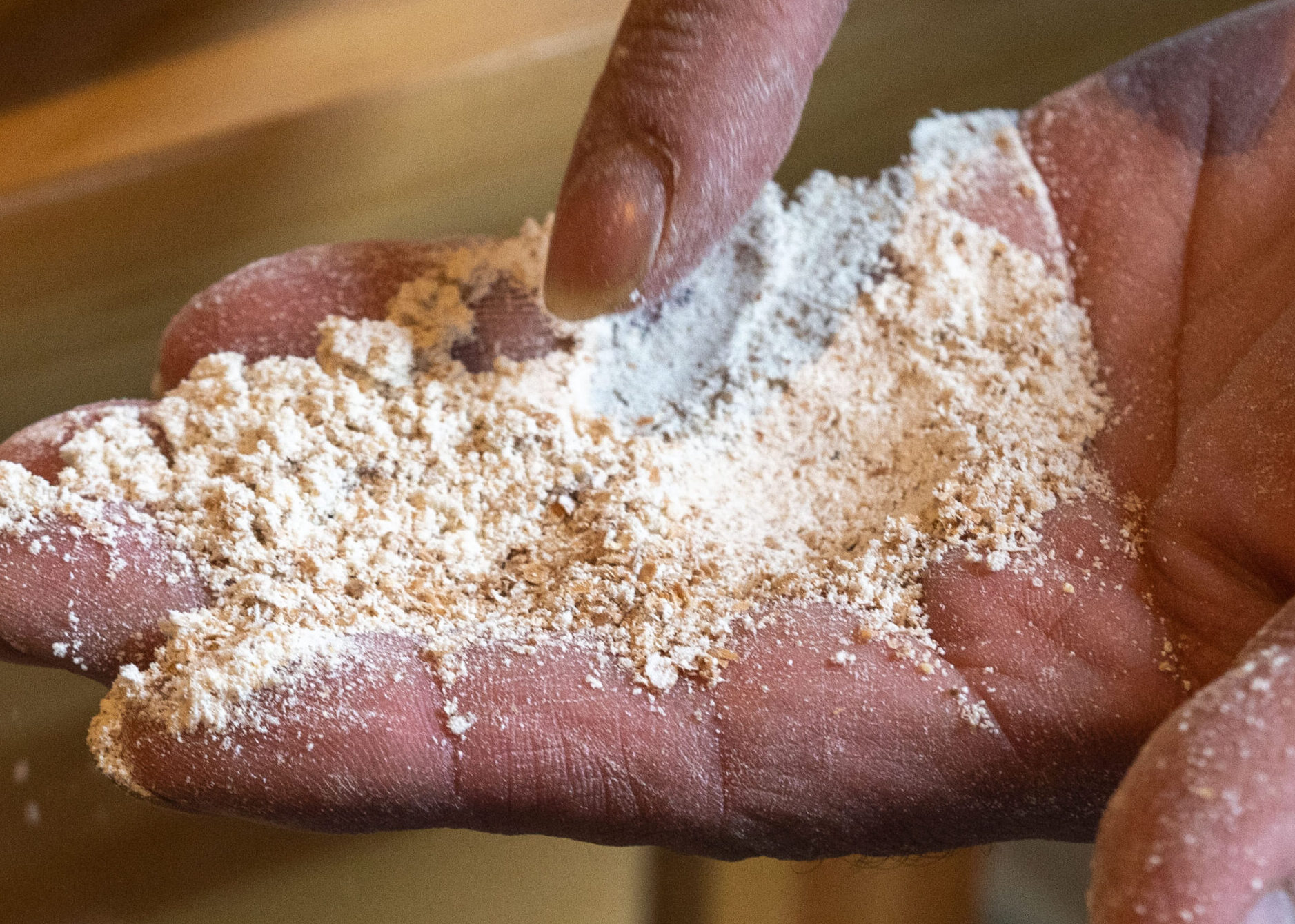 野暮ったくもある地粉の香りや、ふくらみにくさゆえに厚い気泡膜で、ぱりっとしないパン。それがむしろ本州・九州の気候条件下で育った小麦でパンを作ることの宿命だったともいえる。