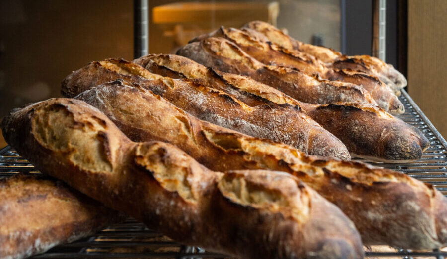 北海道と本州・九州の小麦は、なぜ違う？ゲノムが語る、国産小麦の“設計図”