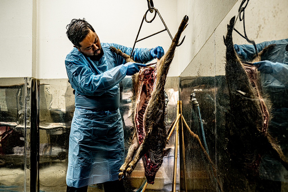 イノシシの解体に挑む西本シェフ