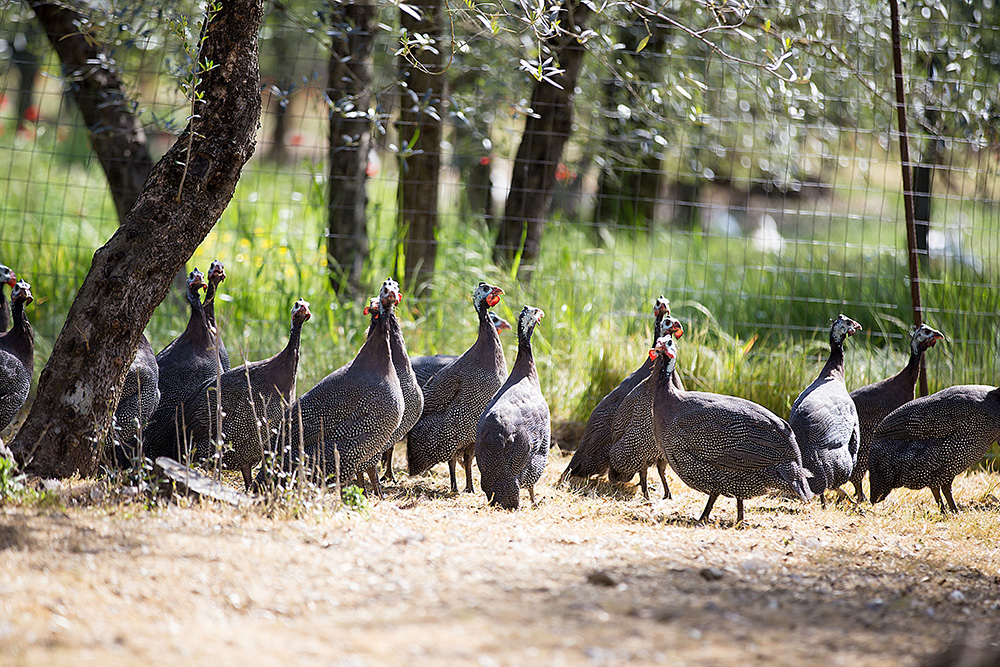ホロホロ鳥のファラオ―ナ・グリージャ・コムーネ種