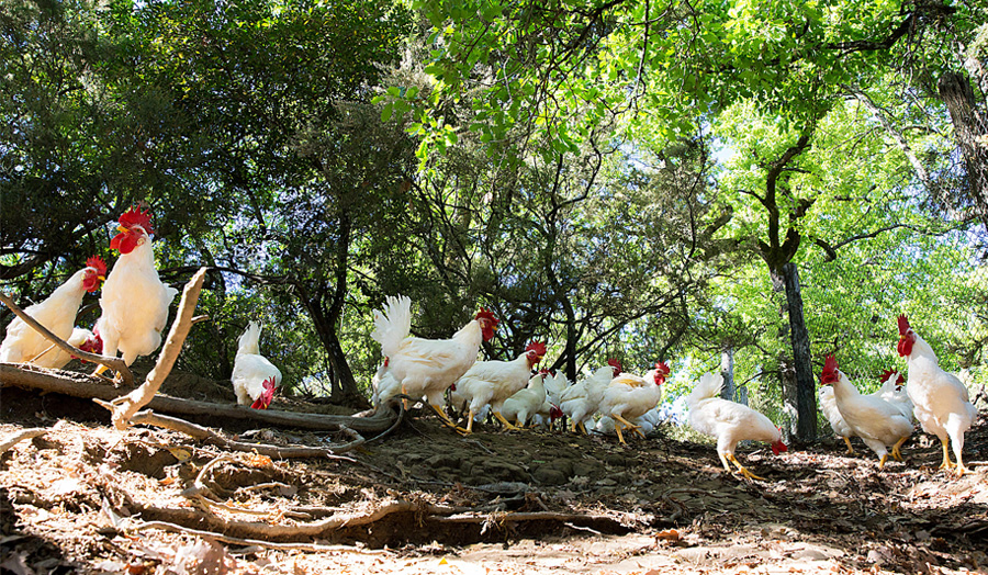 森の中の養鶏を復活させ、「あるべき味覚」を届ける女性の話