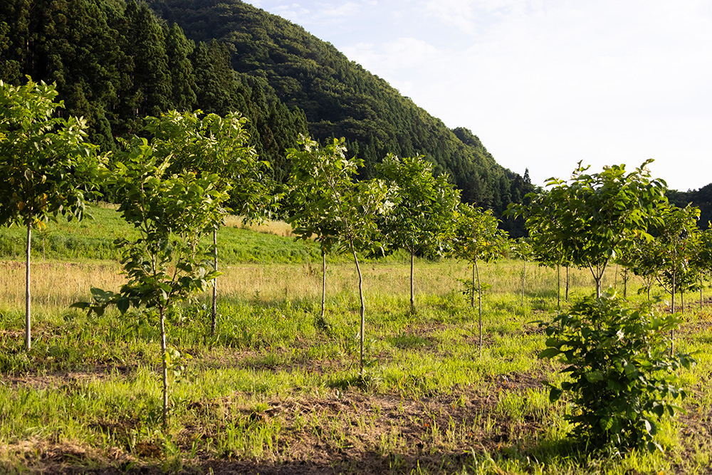 植えてから３年目のウルシの木