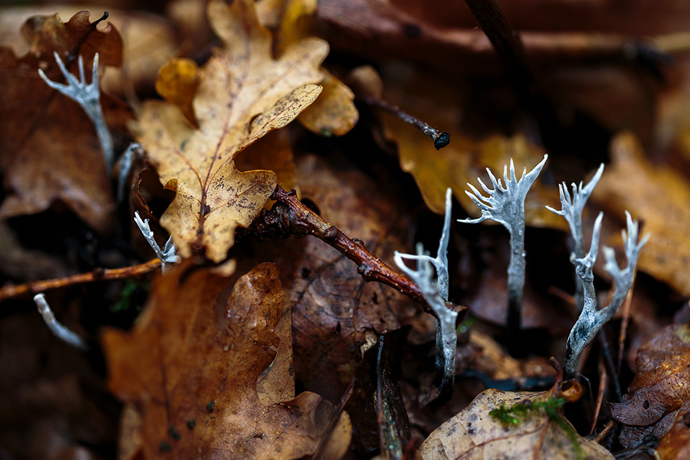 クロサイワイタケ