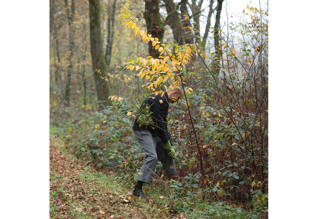 移入種を引き抜く様子