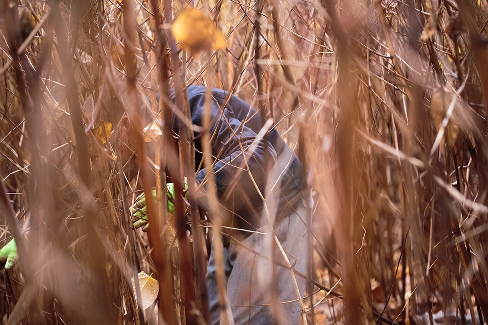 林のように立ち並ぶイタドリの茎