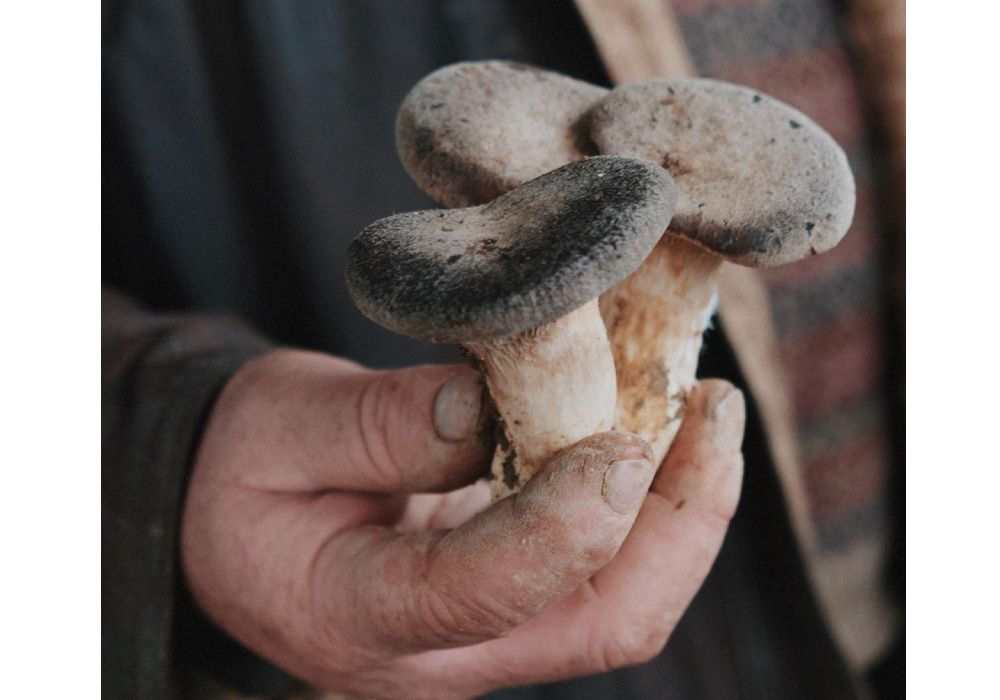 アルタ・ムルジャの特産品カルドンチェッリ