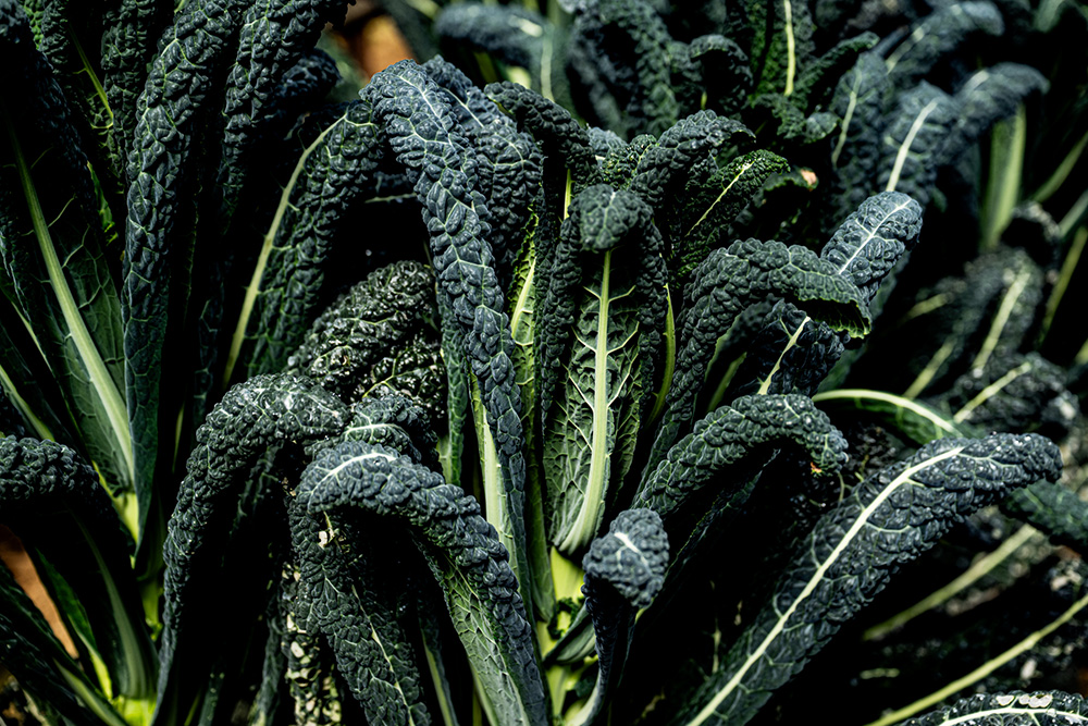 カーボロネロ（黒キャベツ）