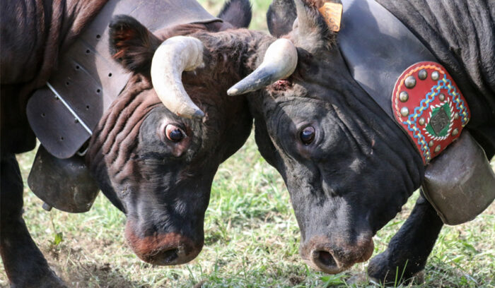 Le vacche della fontina valdostana combattono senza spargimento di sangue