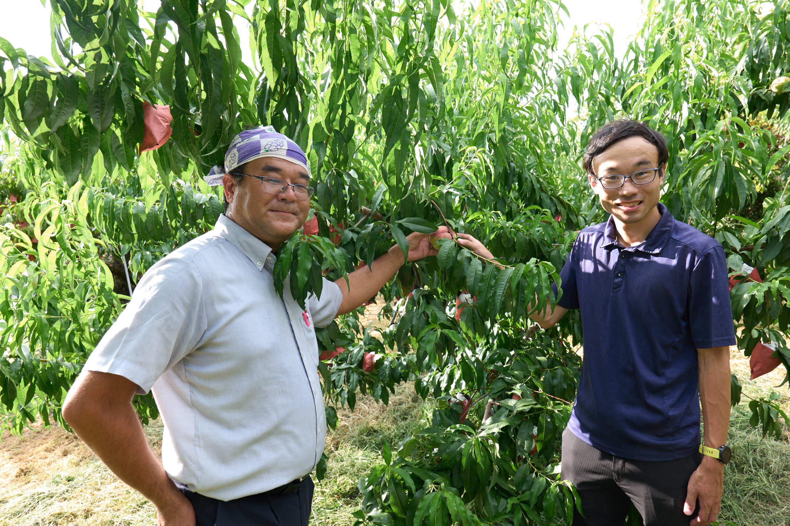山梨県農政部の千野正章さん（左）、村松甲斐さん（右）も桃畑に。二人とも販売・輸出支援課の職員でありながら、桃やブドウや柿などの果物を育てる農家でもある。