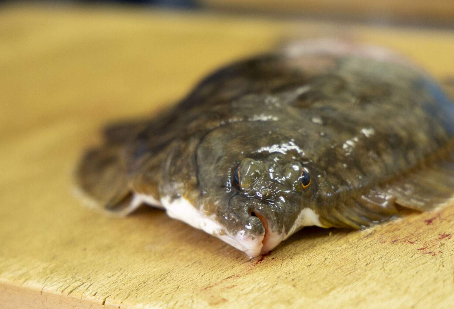 「手当」の技術で、魚の未来はもっと拓ける。命をつなぐ魚屋「塩谷魚店」 [青森] 中田英寿が案内する、クラフト生産者を巡る旅＃03　