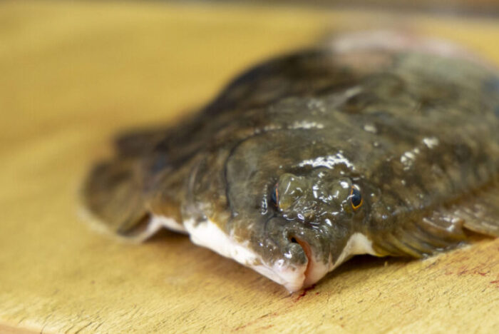 「手当」の技術で、魚の未来はもっと拓ける。命をつなぐ魚屋「塩谷魚店」<br />
